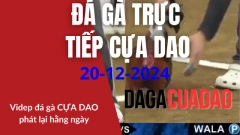 Đá Gà cựa dao philippins 20-12-2024 dagacuadao