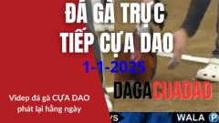 Đá Gà Trực tiếp cựa dao philippins 1 -1-2025 dagacuadao
