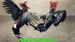NGUYÊN TẮT ĐÁ GÀ TRỰC TIẾP CỰA DAO