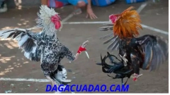 LUẬT CHƠI ĐÁ GÀ CỰA DAO PHILIPINS